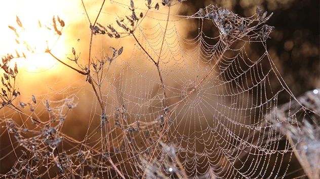 © Kathrin Wenzel Ein mit Tau bedecktes Spinnennetz glitzert in der Morgendämmerung