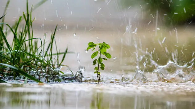 Pflanzen im Regen