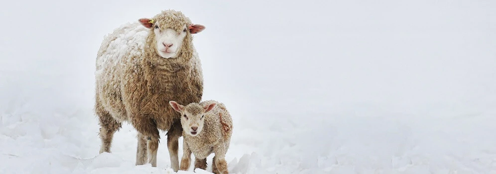 Schaf mit Lamm im Schnee.