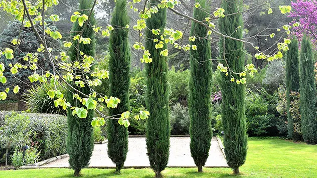 Mannshohe Zypressen in einem Garten.