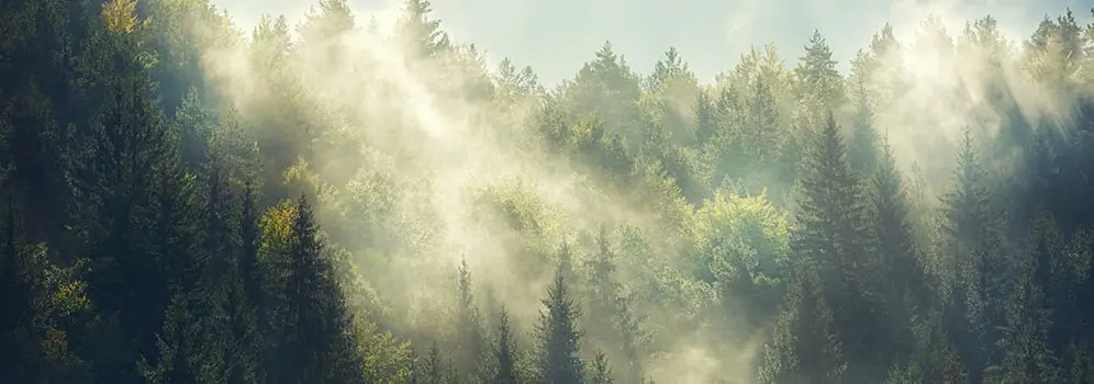 Nebel steigt aus einem Wald hoch.