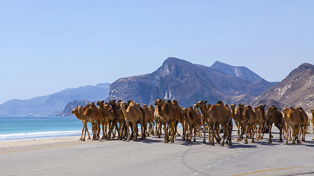 Kamele auf den Straßen im Oman