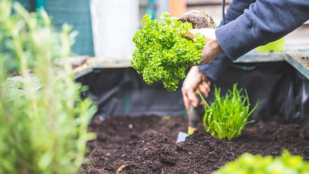 Salat und Kräuter werden in ein Hochbeet gepflanzt