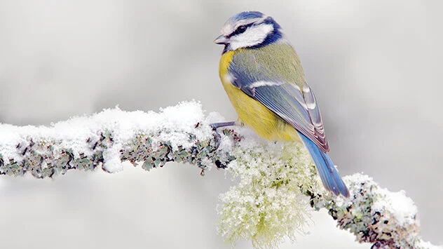 Blaumeise im Winter sucht Futter.