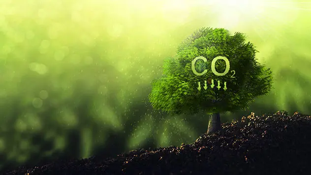Symbolbold: Baum speichert viel CO2