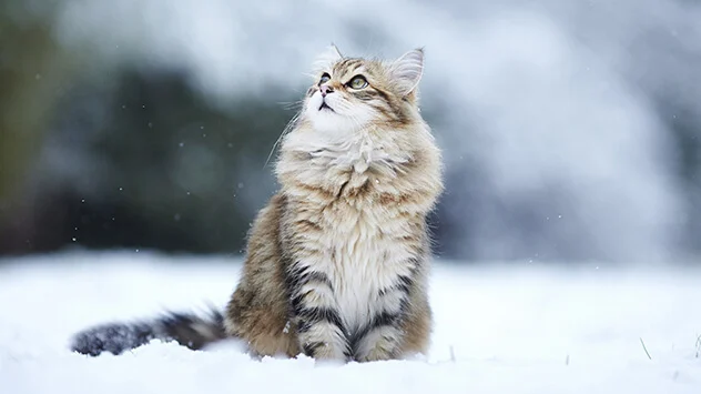 Katze sitzt im Schnee