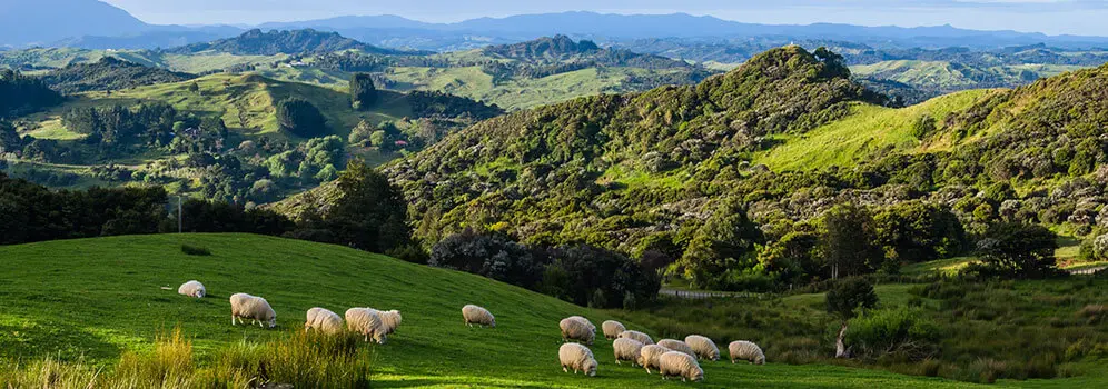 Blick über Schafe und das Weideland