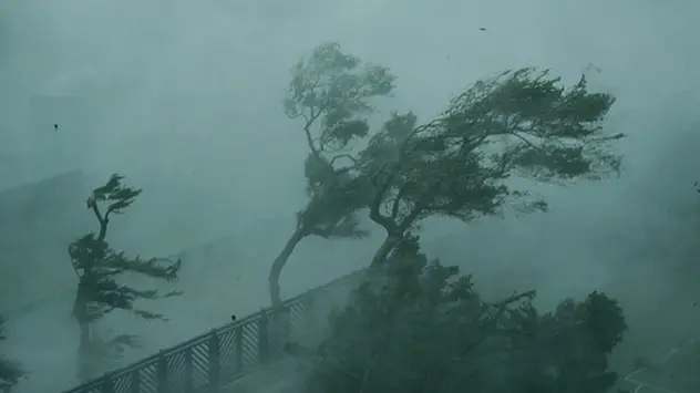Umknickende Bäume durch den Taifun Mangkhut