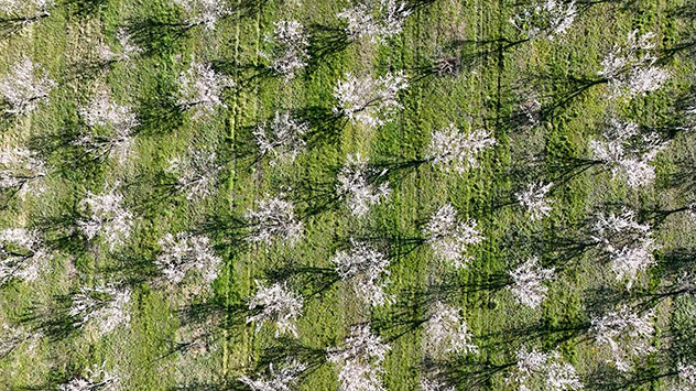 Mandelbäume auf einem Feld aus der Luft aufgenommen