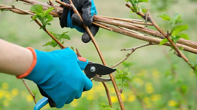 Frau schneidet einen Strauch im Frühling