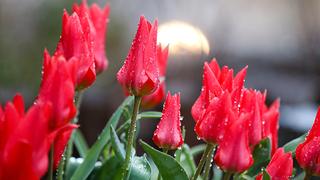 Die Tulpen bringen trotz nasskaltem Wetter Farbe in den Alltag.