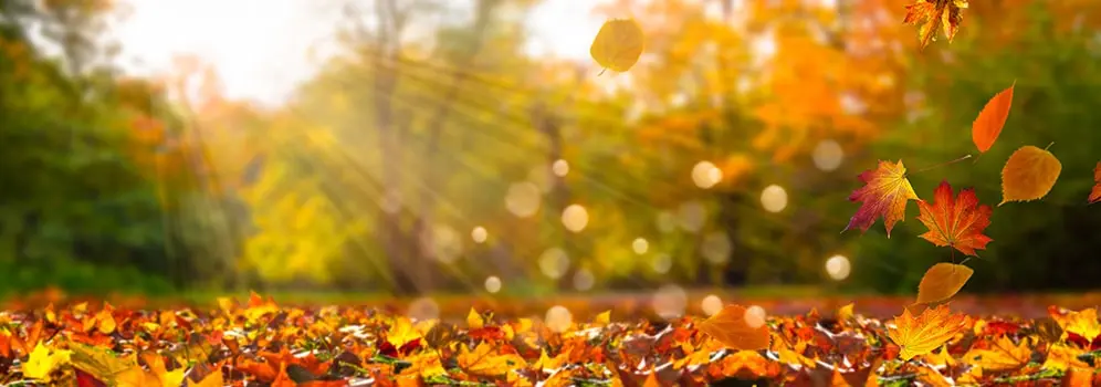 Bunte Bäume im Herbst vor den Bergen der Alpen