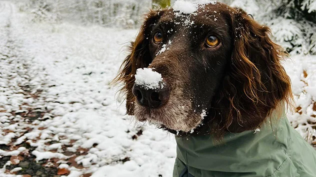Ein Hund mit Schneeresten auf der Nase.