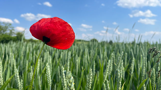 Die knallroten Blüten des Klatschmohns fallen in einem Weizenfeld bei Herrenberg sofort auf.