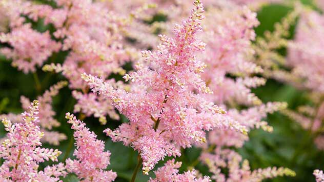 De astilbe is een vaste plant voor containers en bloeit gedurende een lange periode in roze of wit.