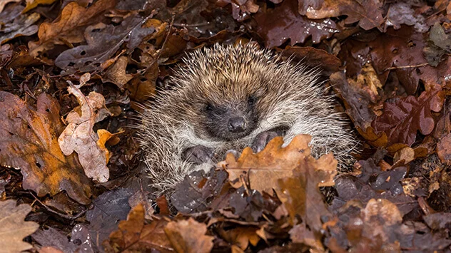 Igel im Laubhaufen im Winter