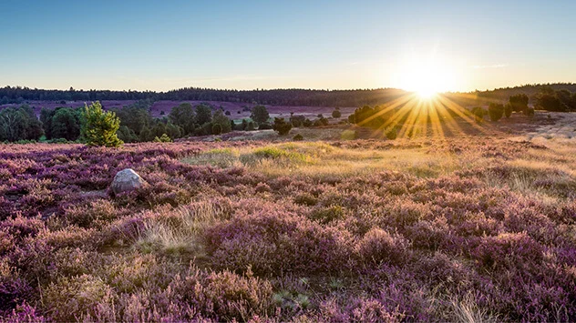 Sonnenuntergang über der lila-blühenden Lüneburger Heide