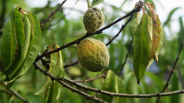 vertrocknetes Obst am Baum 