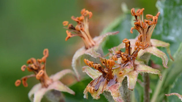 Frost Schäden Obstbäume