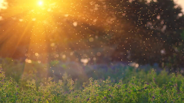 Mückenschwarm über einer Wiese im Licht der untergehenden Sonne