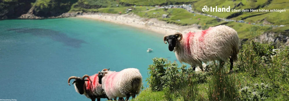 Schafe auf einem Hügel am Keem Strand