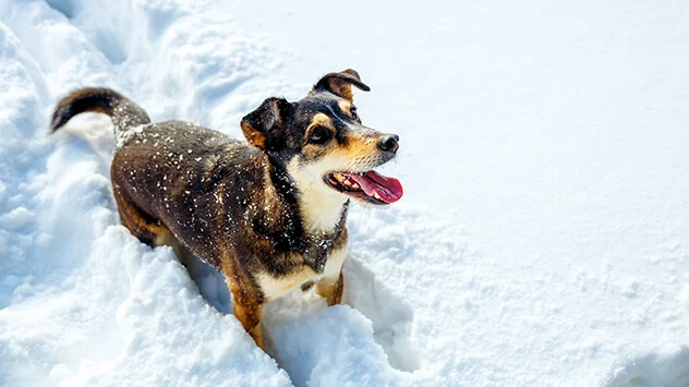 Hund versinkt bis zum Bauch im Schnee