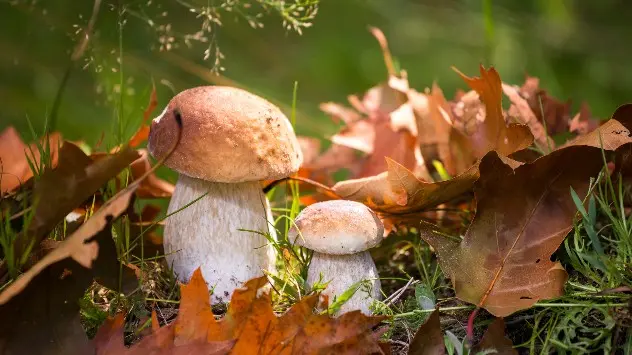 Wild mushrooms on forest floor