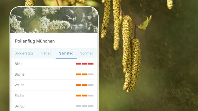 Pollenflugvorhersage Smartphone für München - Hintergrund Birkenkätzchen mit Pollen