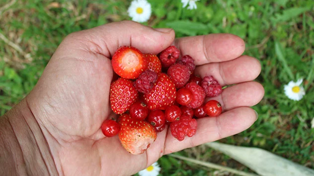Handvoll frisch gepflückter Erdbeeren, Himbeeren und Johannisbeeren