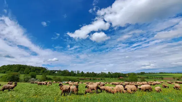 Landschaft mit Wiese, auf den Schafe stehen. Blau-weißer Himmel