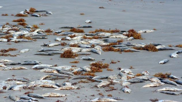 Fish kills caused by red tide along Florida´s west coast