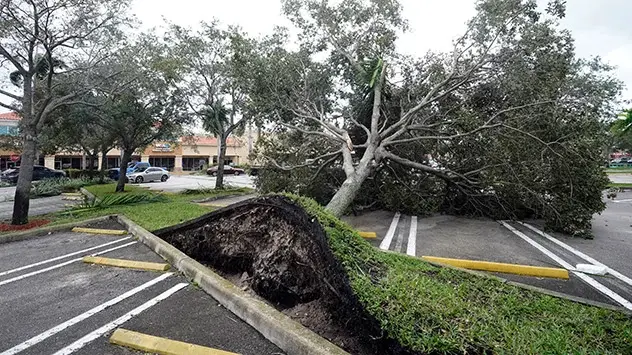 arbre tombé à Cooper City