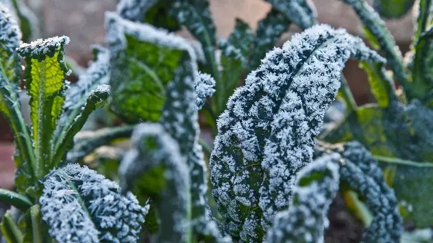 frosty kale