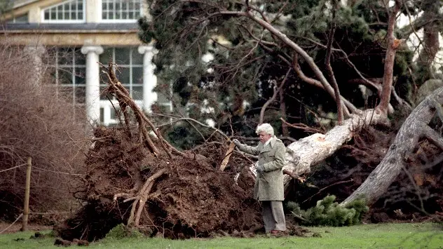 Felled tree