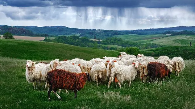 schafherde auf feld - schafskälte - regenguss zieht auf