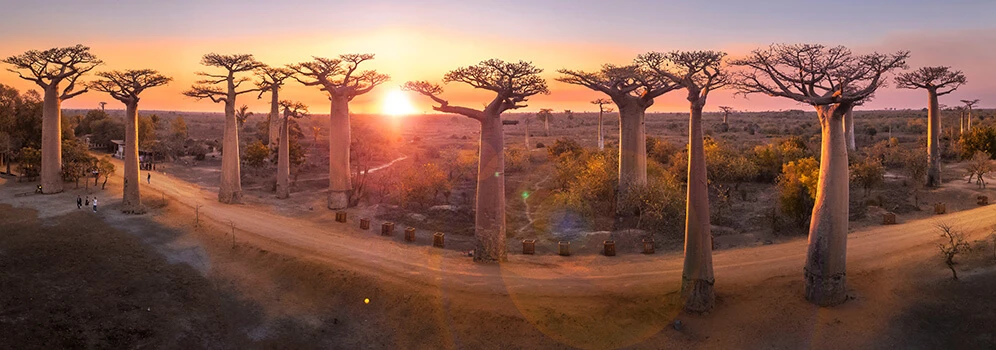 Sonnenuntergang über Affenbrotbäumen auf Madagaskar