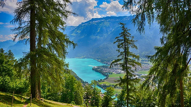 Blick zwischen Bäumen hindurch auf den Brienzersee