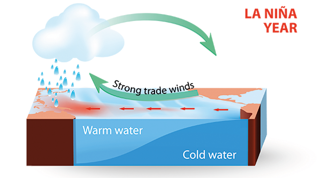 In La-Nina-Jahren wehen die Passatwinde stärker als sonst. Demnach treiben sie mehr oberflächennahes Wasser nach Westen.