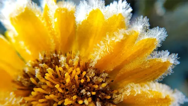 Vereiste gelbe Blume an Eisheiligen