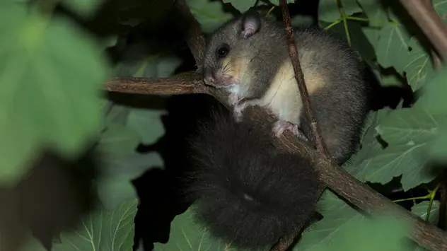 Nachaktiver Siebenschläfer in einem Baum