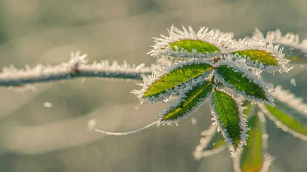 Frost still possible: How to protect your plants – Weather News