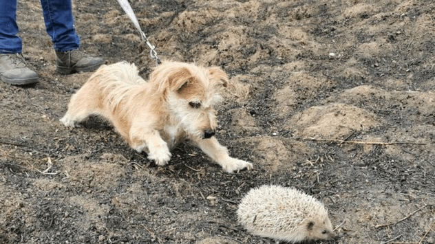 Willow, el perro especializado en búsqueda y rescate de erizos, se despide de uno de estos espinosos mamíferos en Doñana, Huelva.