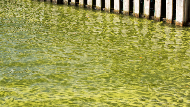 High amounts of algae turn Lake Windermere green.