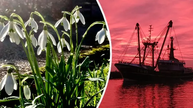 Snowdrops and ship at sunset