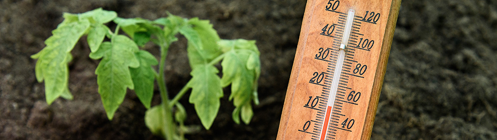 Ein Thermometer neben einer Tomatenpflanze