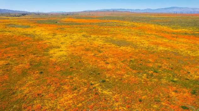 California poppies and wildflowers bloom near the Antelope Valley California on 8th April 2023