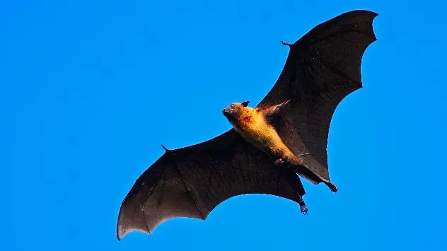 Bats have been unfairly stereotyped as dangerous creatures