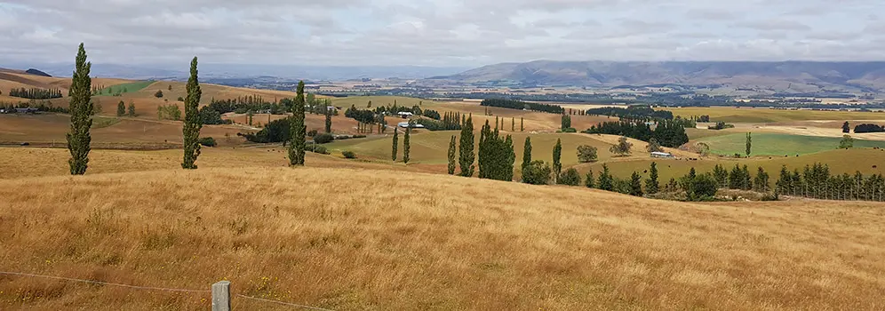 Saftig grüne Wiesen auf denen Schafe weiden – Das ist das Klischee von Neuseeland. Aktuell sind die Wiesen jedoch vertrocknet