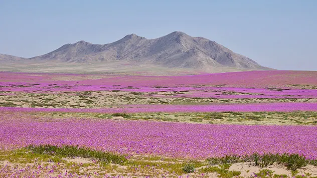 Nach seltenen Regenfällen blüht die Atacama