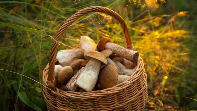 Korb gefüllt mit gesammelten Pilzen